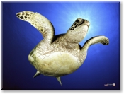green-sea-turtle-hawaii-wallpaper.jpg