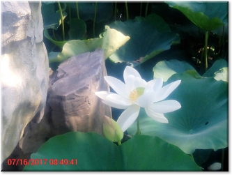 lotus 2nd